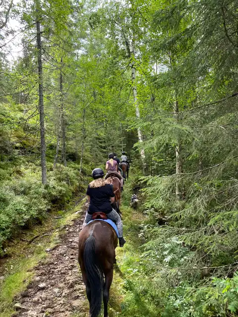 Animals & Horse Riding