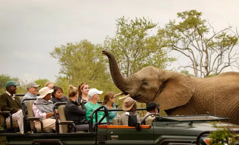 Safari & Wildlife