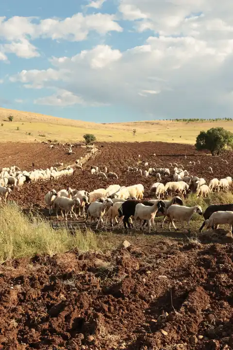 Dormir chez l'habitant en Algérie : le guide des maisons d'hôtes 2026